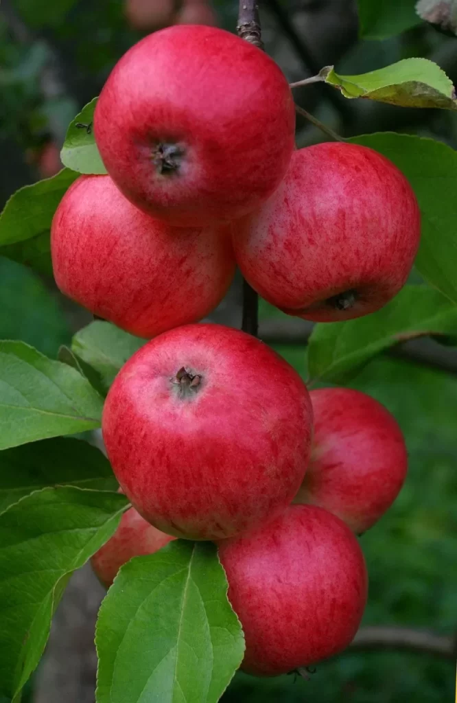 different types of apples